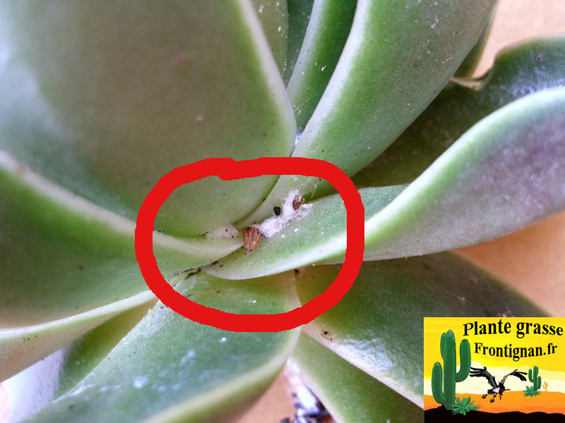 parasites plantes grasses et succulentes
